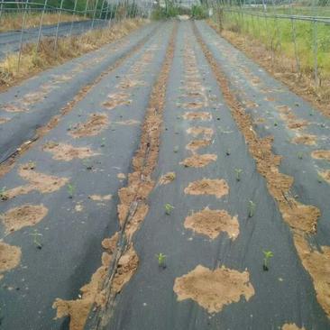 樱桃树苗生产防草地膜地布