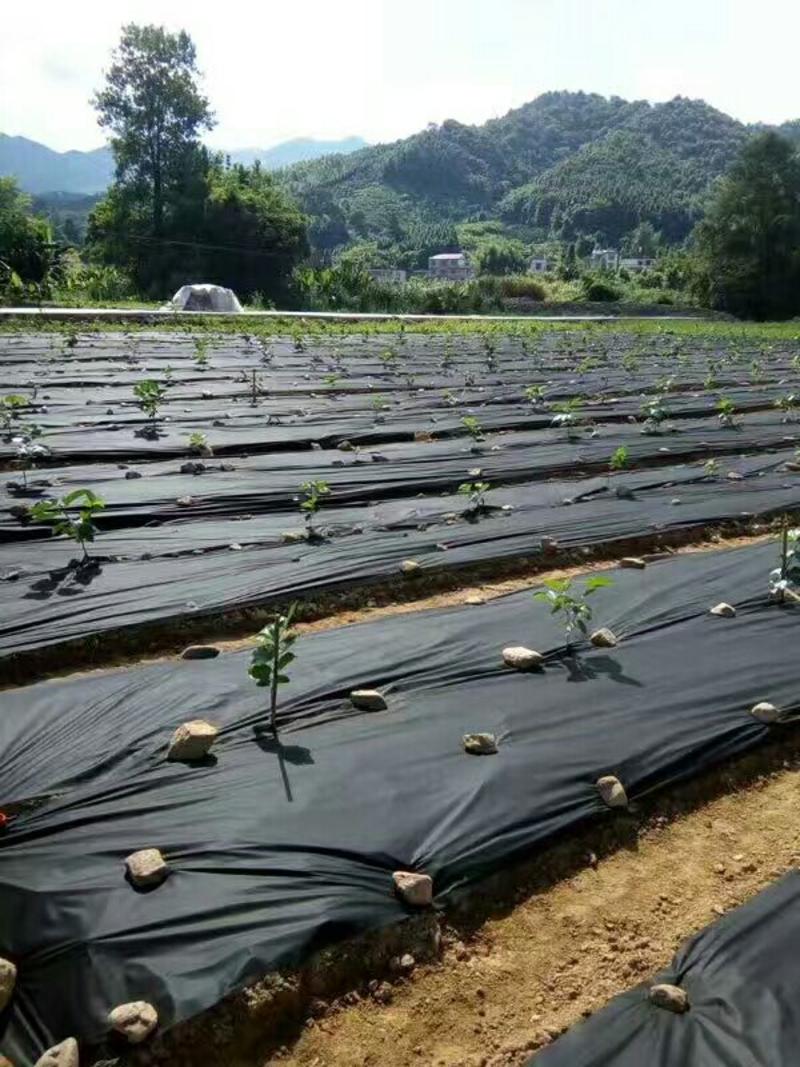 樱桃树苗生产防草地膜地布