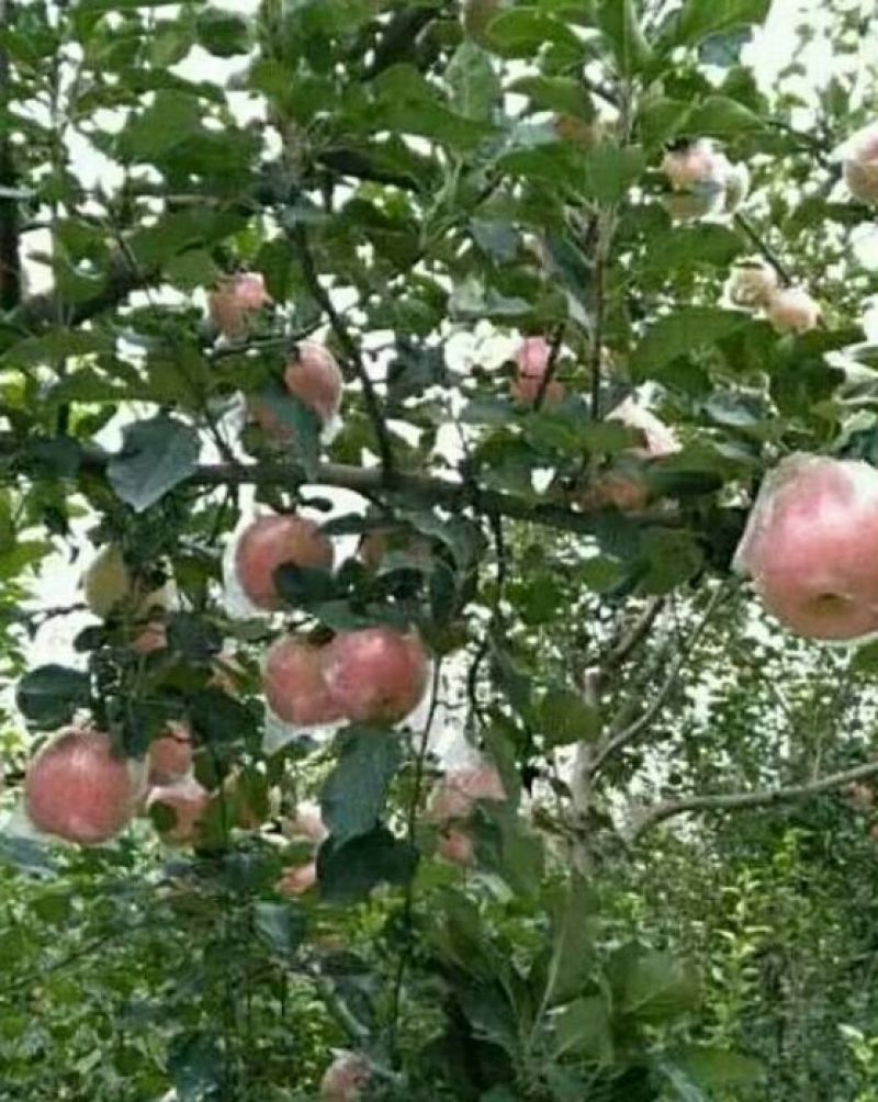 红富士苹果60mm以上膜袋