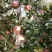 红富士苹果60mm以上膜袋