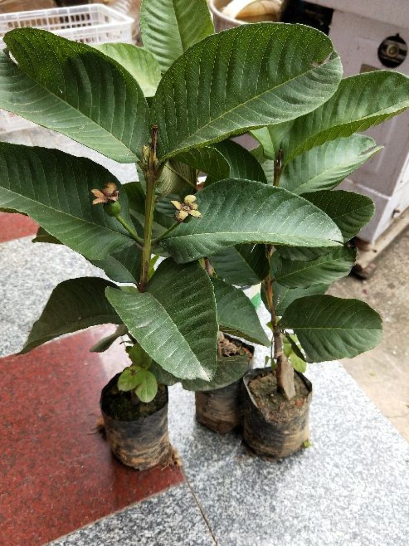 红宝石芭乐苗
