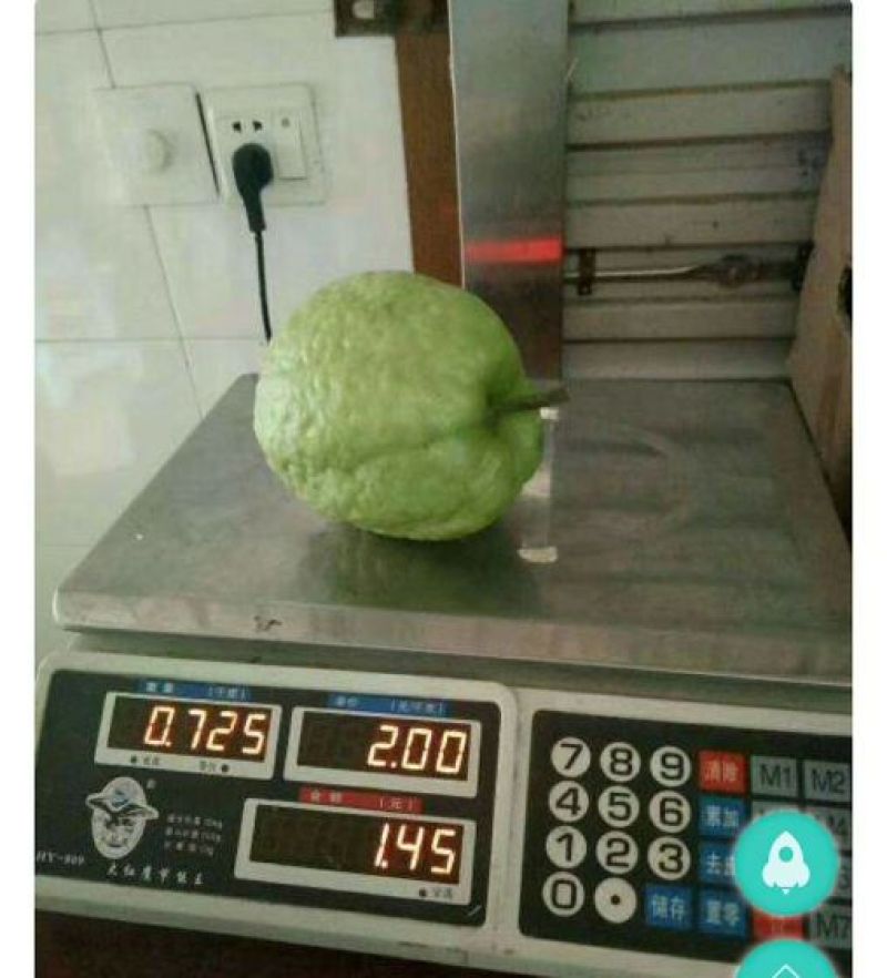 红宝石芭乐苗