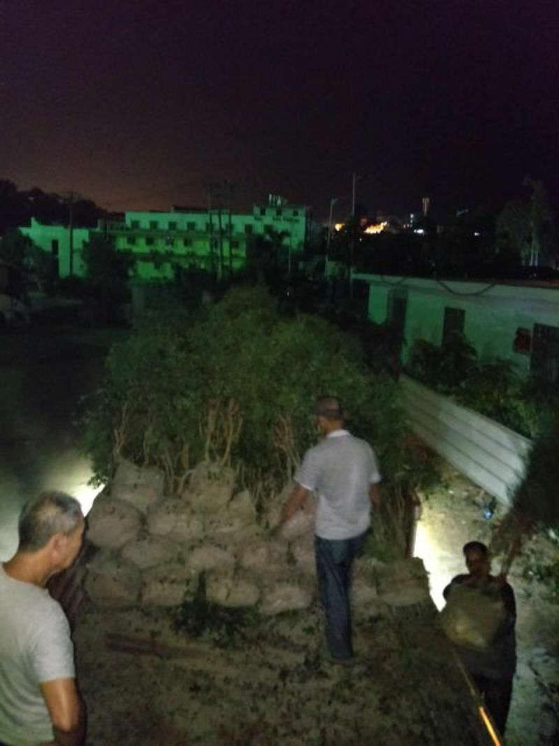 嘉宝果树苗地苗