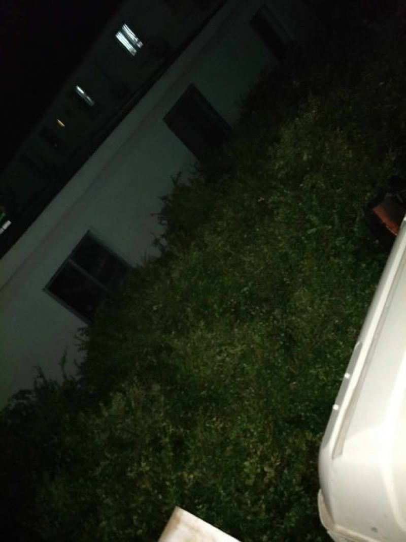 嘉宝果树苗地苗