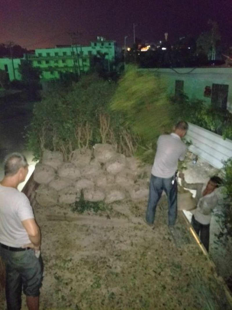 嘉宝果树苗地苗