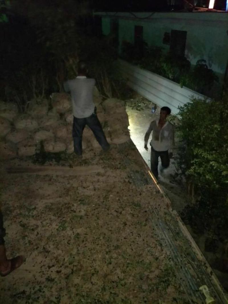 嘉宝果树苗地苗