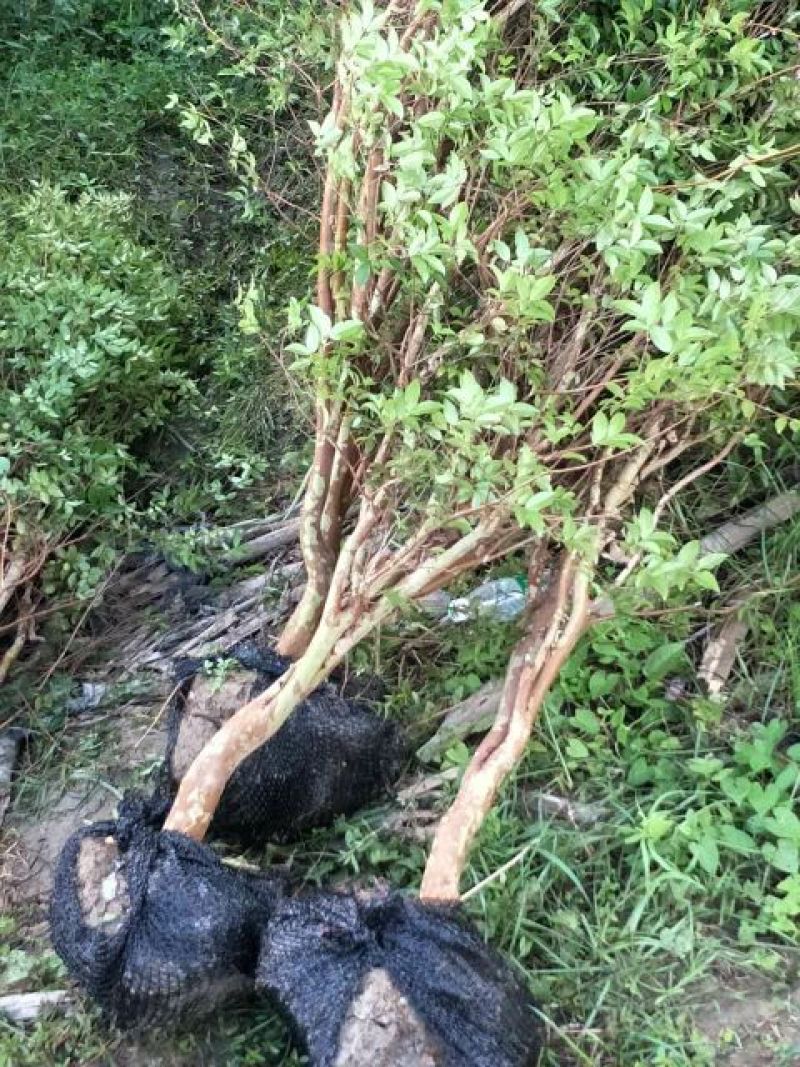 嘉宝果树苗地苗