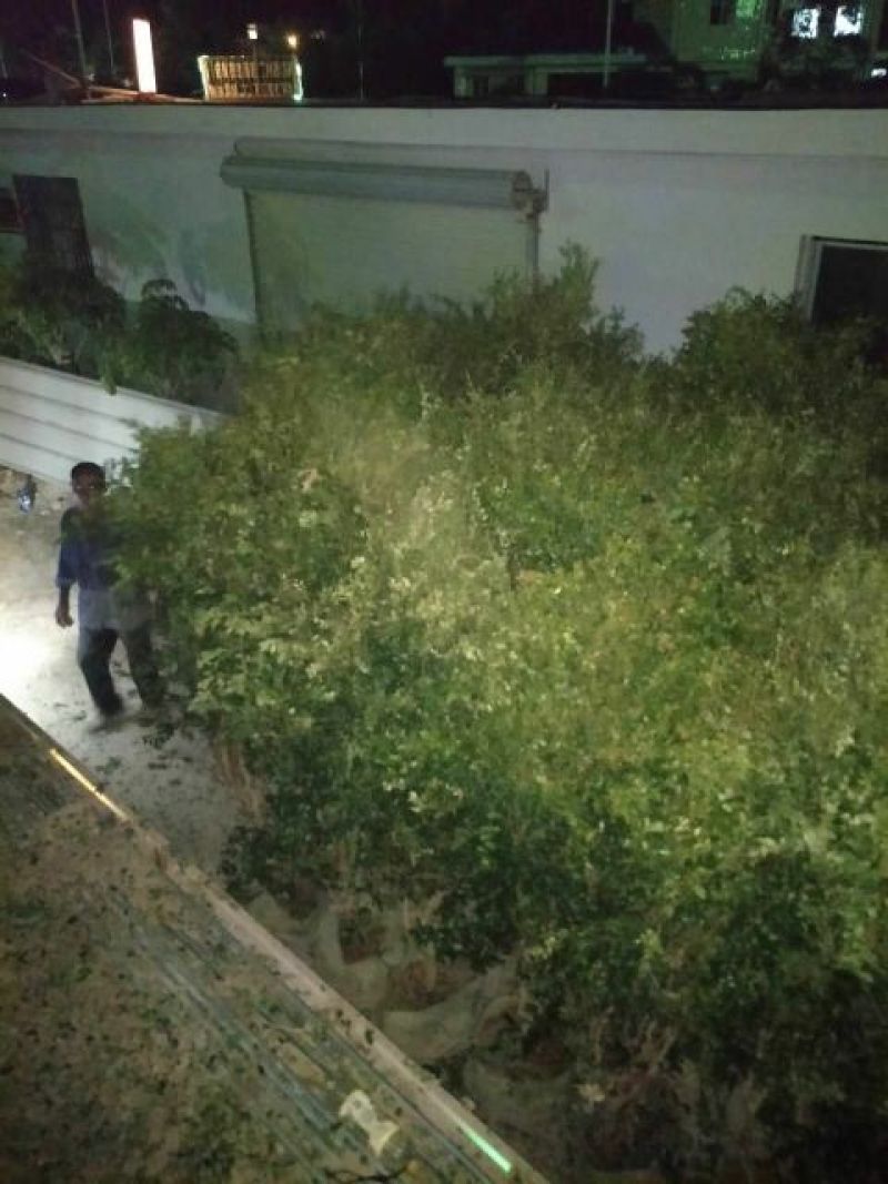 嘉宝果树苗地苗