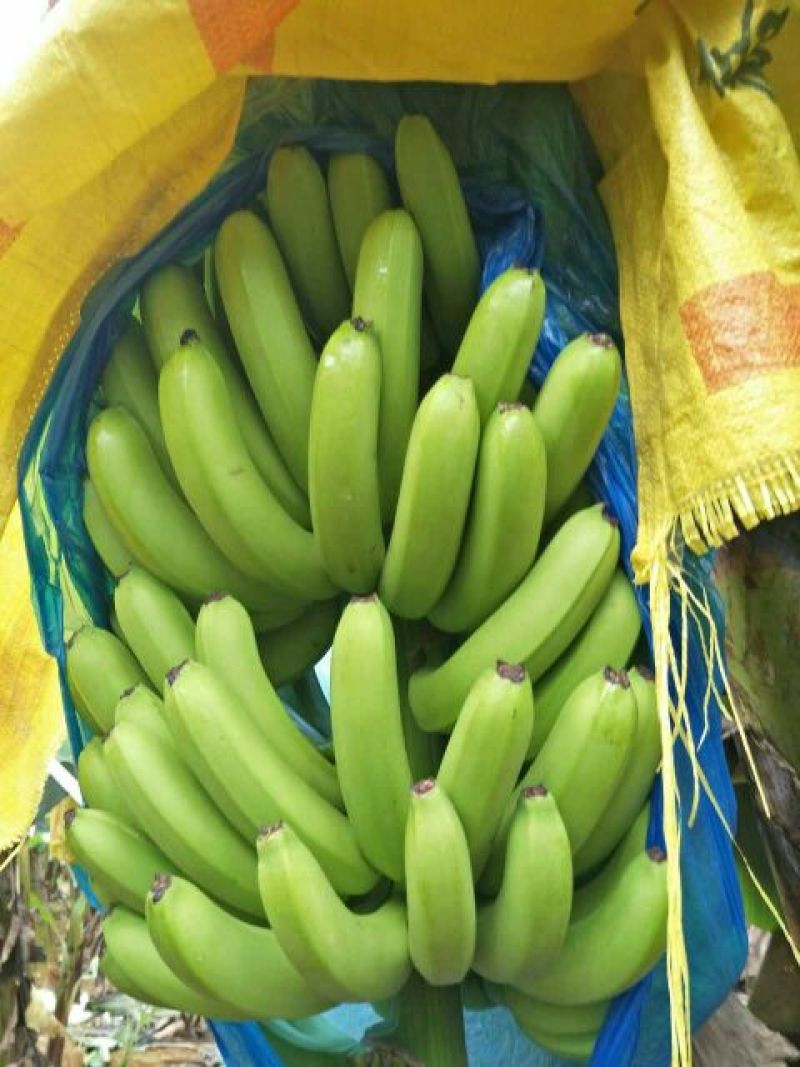 威廉斯香蕉八成熟