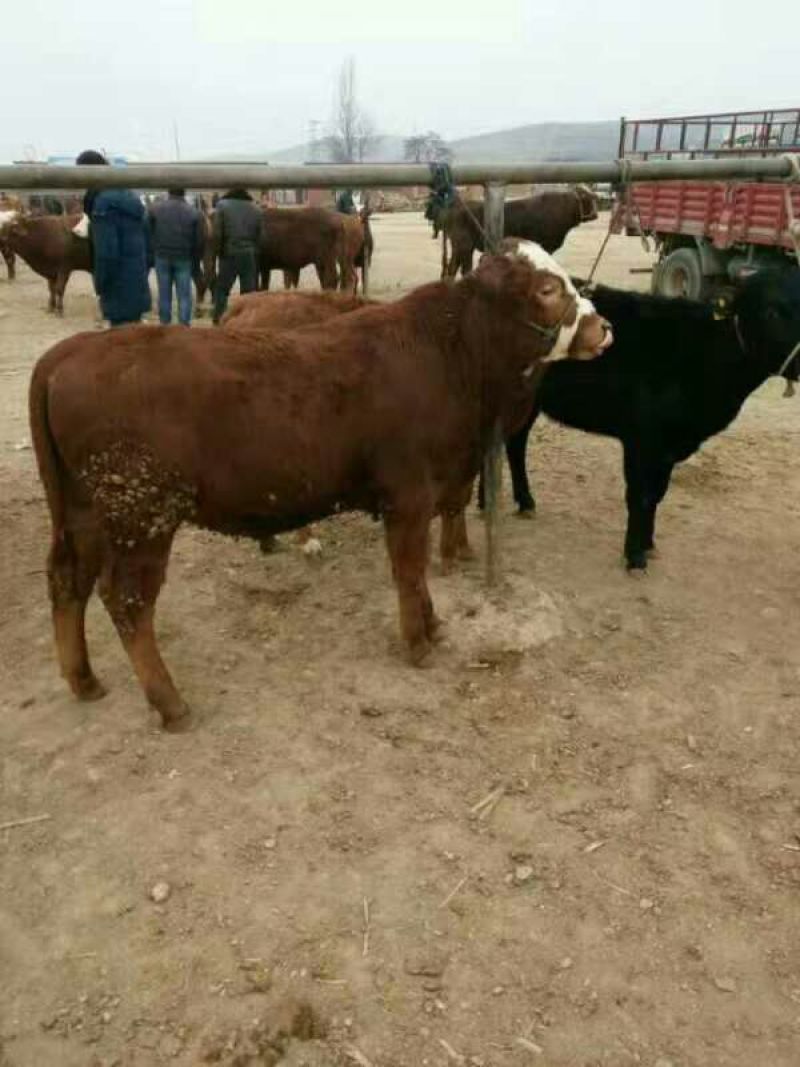 （精品）肉牛，黄牛、西门塔尔牛肉牛身躯丰满增重快。