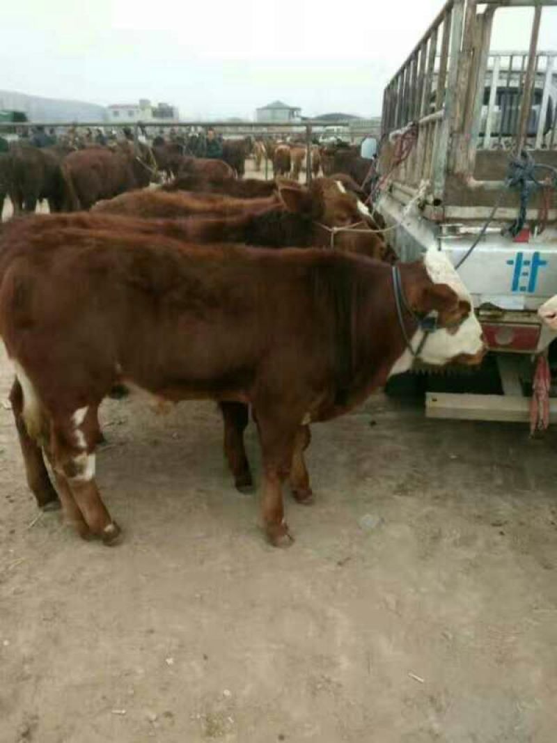 （精品）肉牛，黄牛、西门塔尔牛肉牛身躯丰满增重快。