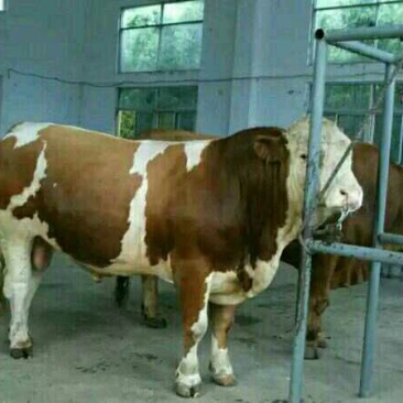 (精品)肉牛,黄牛、西门塔尔牛肉牛身躯丰满增重快。