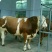 (精品)肉牛,黄牛、西门塔尔牛肉牛身躯丰满增重快。