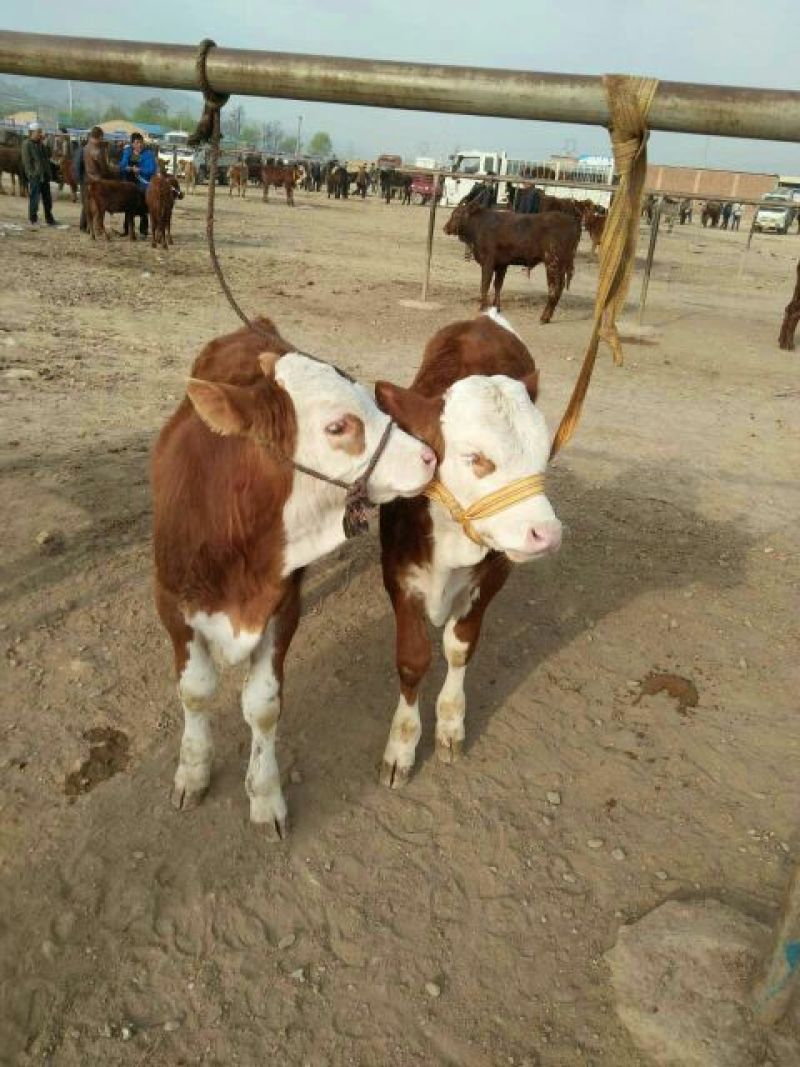 （精品）肉牛，黄牛、西门塔尔牛肉牛身躯丰满增重快。