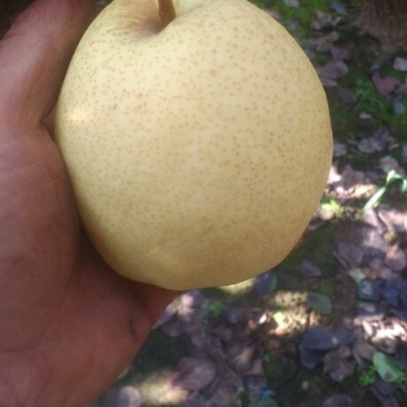 酥梨200~250g纸袋