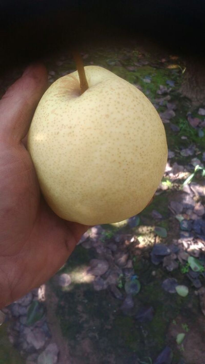 酥梨200~250g纸袋