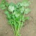 大叶香菜20~30厘米以上