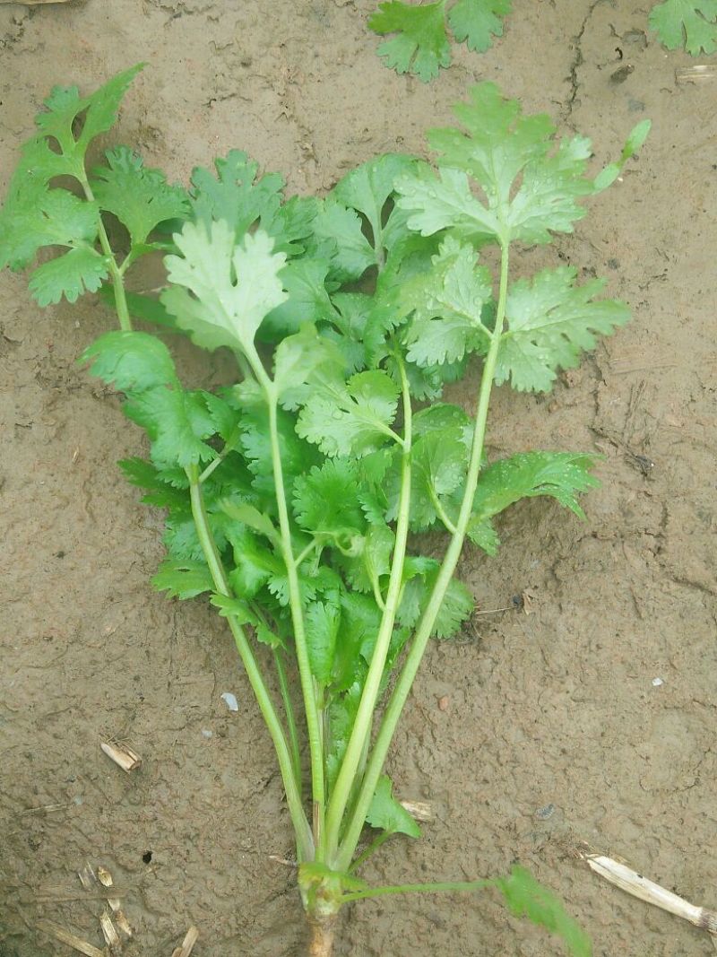 大叶香菜20~30厘米以上