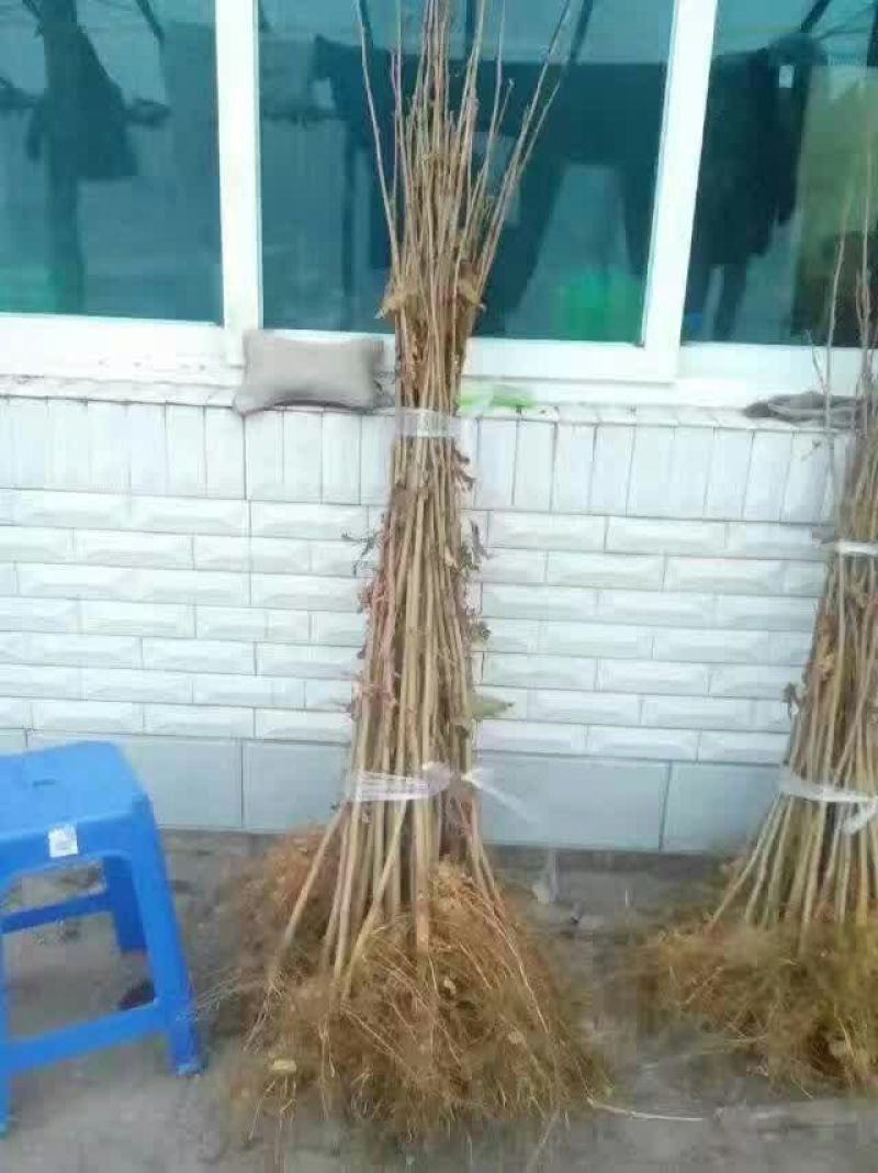 榛子树1.5~2m