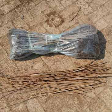 榛子树1.5~2m