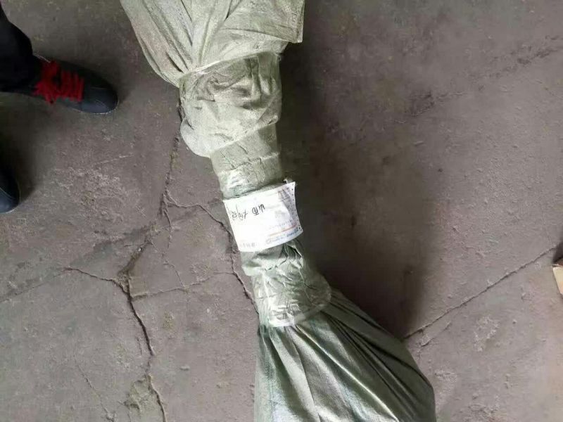 榛子树1.5~2m