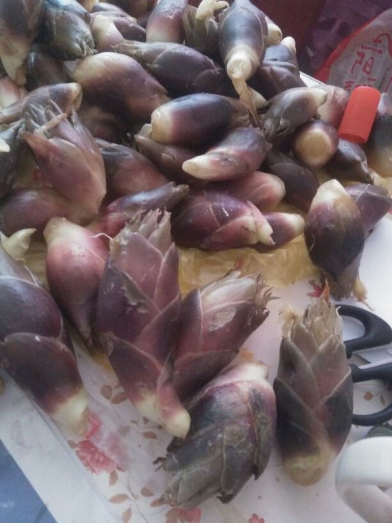 洋荷姜种苗预售中