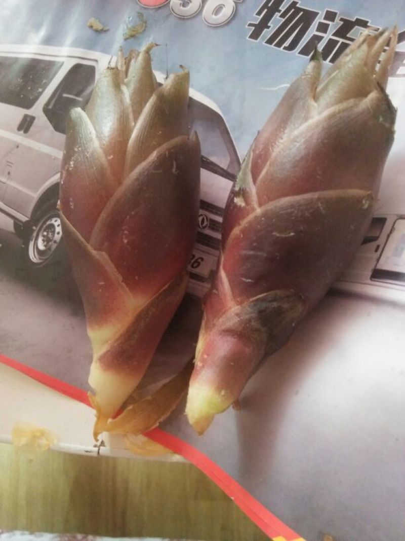 洋荷姜种苗预售中