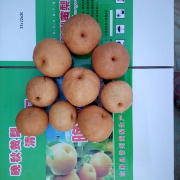 晚秋黄梨150~400光果
