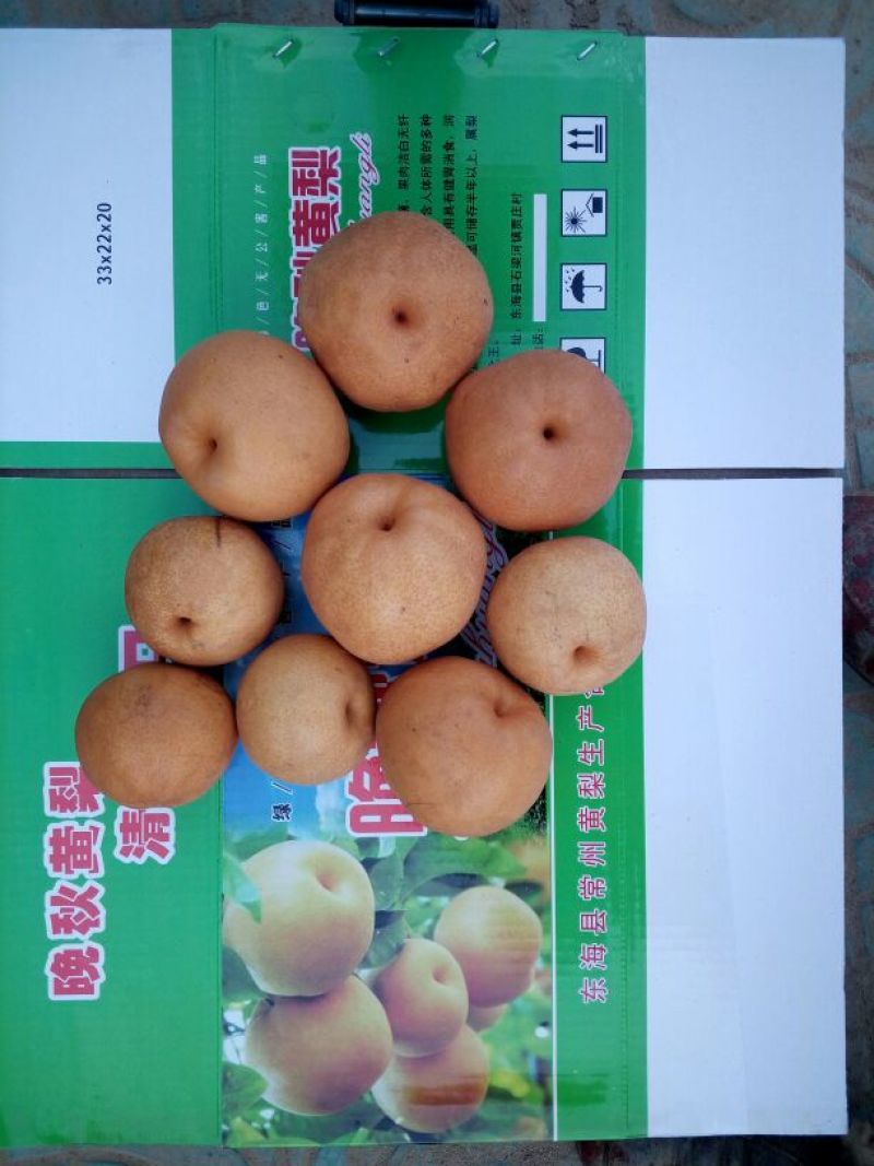 晚秋黄梨150~400光果