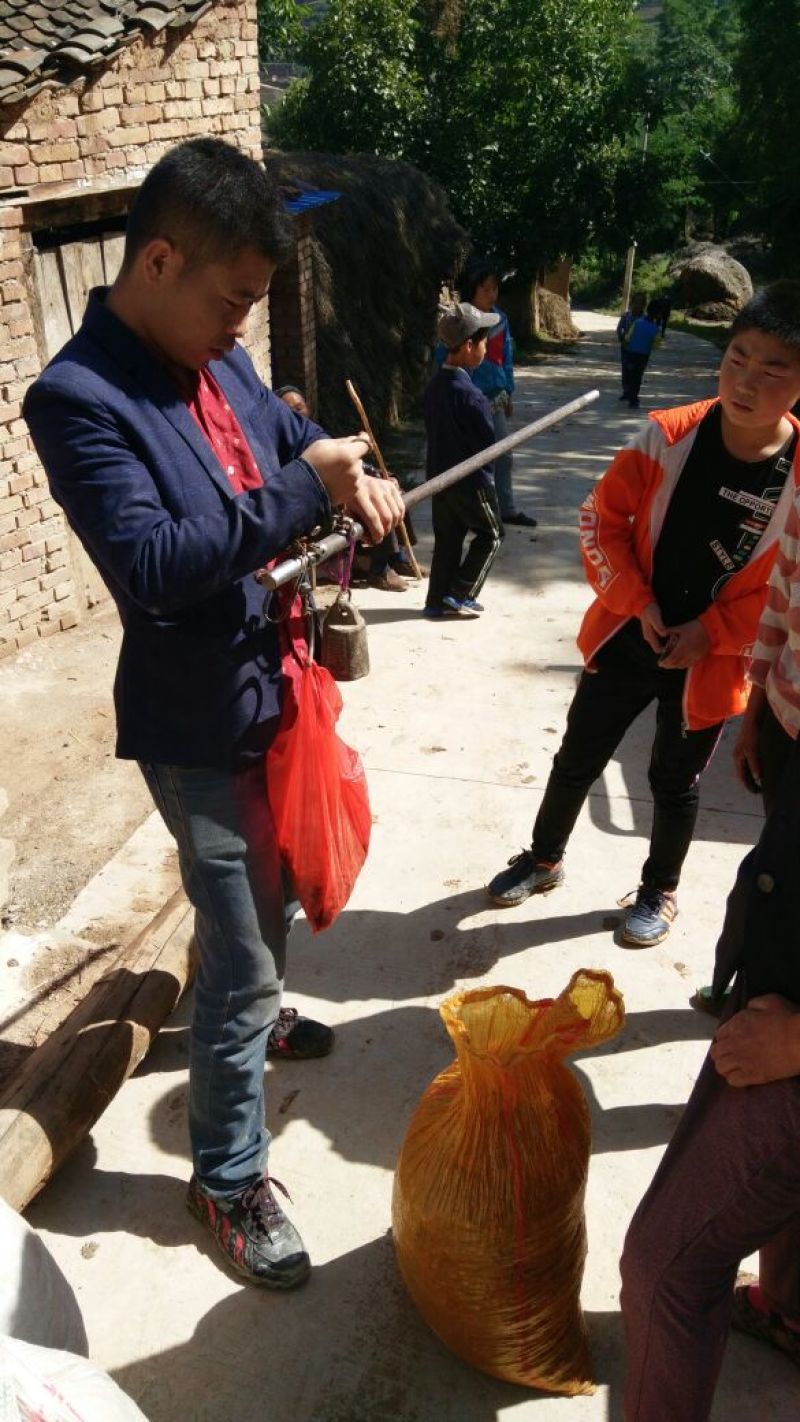 杜梨籽