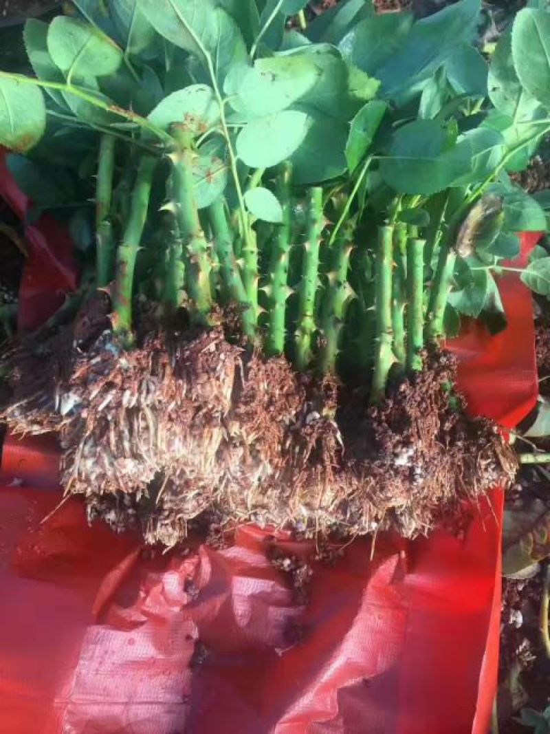 玫瑰鲜切花36朵