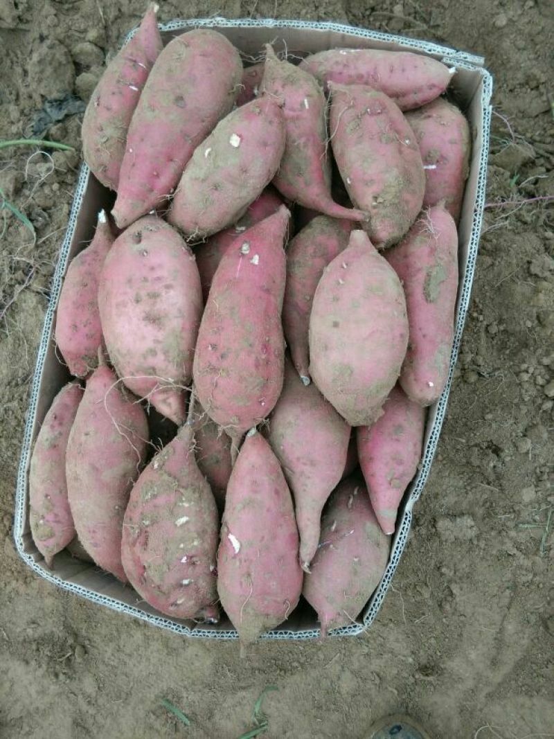 商薯193两以上白心
