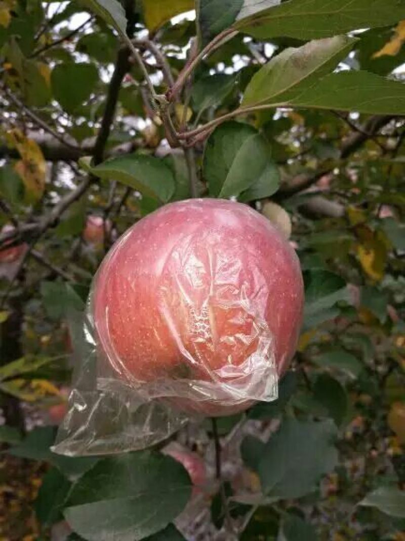 红富士苹果80mm以上膜袋