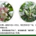 红富士苹果80mm以上膜袋