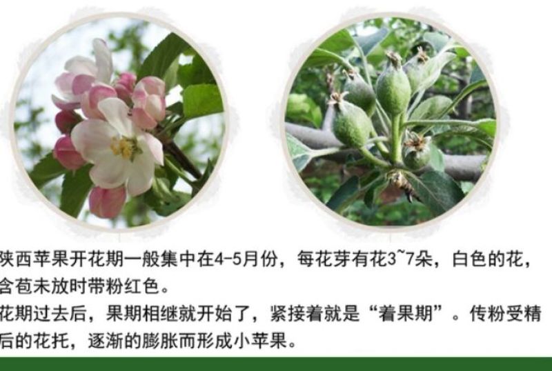 红富士苹果80mm以上膜袋