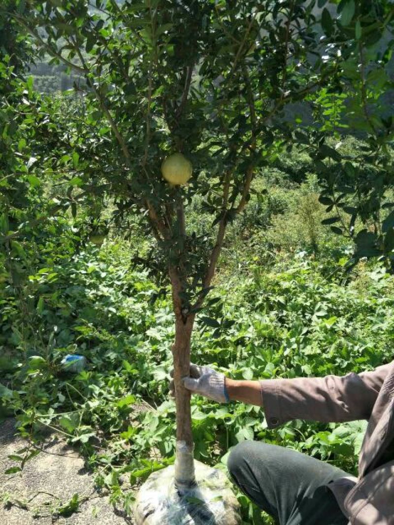 突尼斯软籽石榴树苗嫁接苗4年苗当年结果