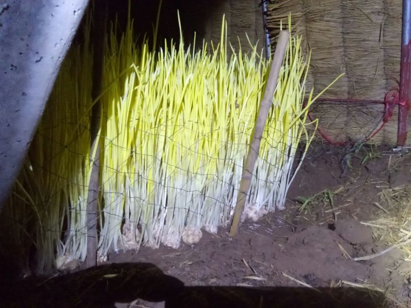 优质蒜黄大量上市50cm
