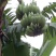 粉蕉八成熟