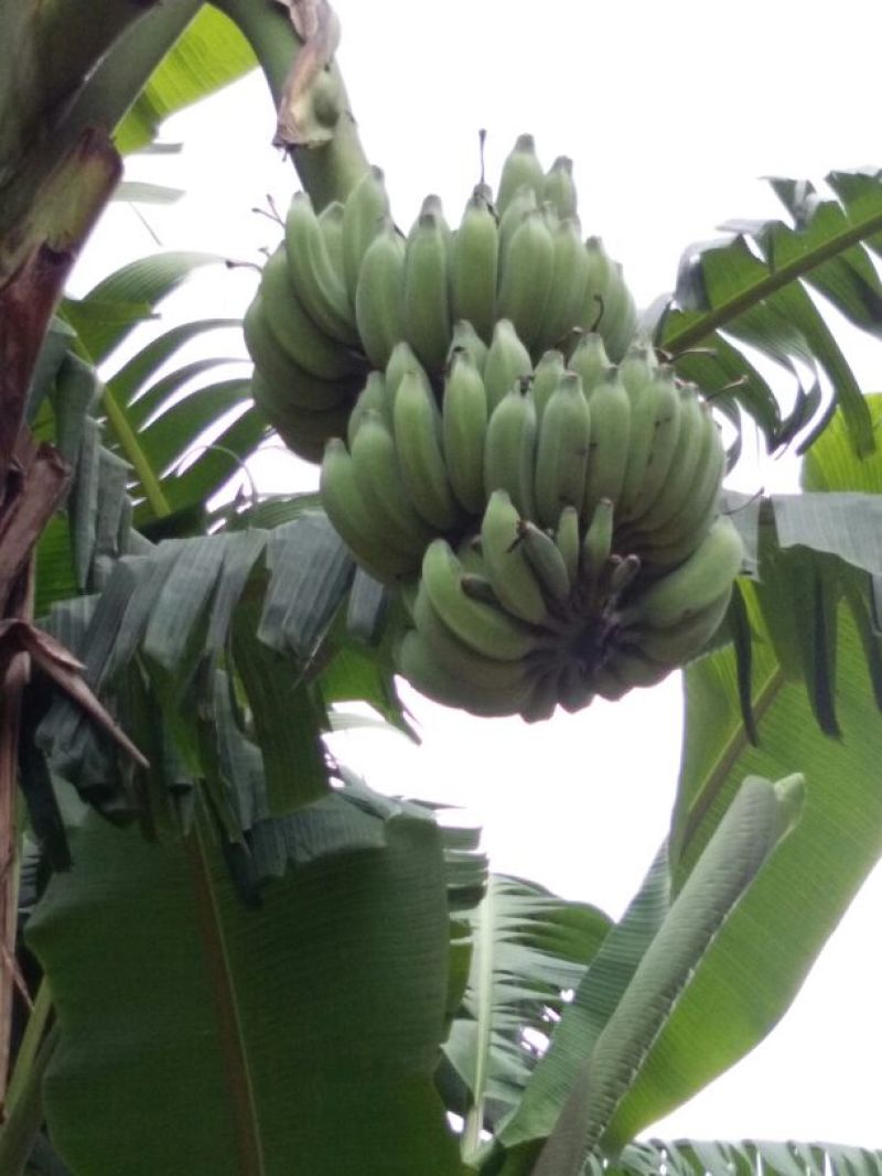 粉蕉八成熟
