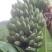 粉蕉八成熟