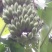 粉蕉八成熟
