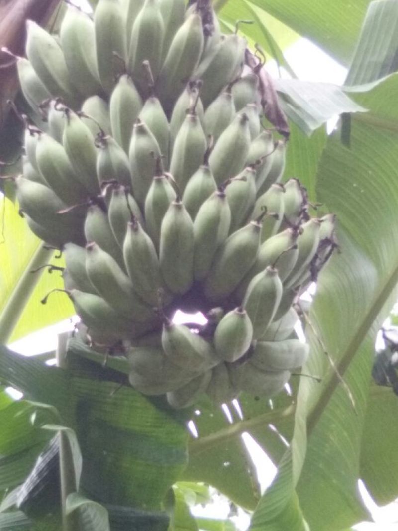 粉蕉八成熟