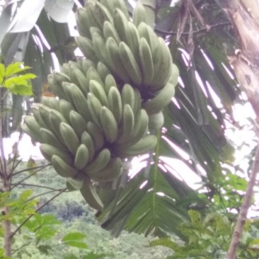 粉蕉八成熟
