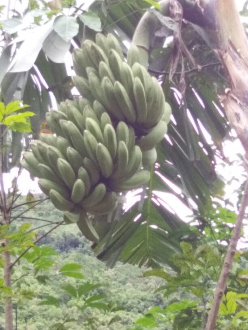 粉蕉八成熟