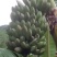 粉蕉八成熟