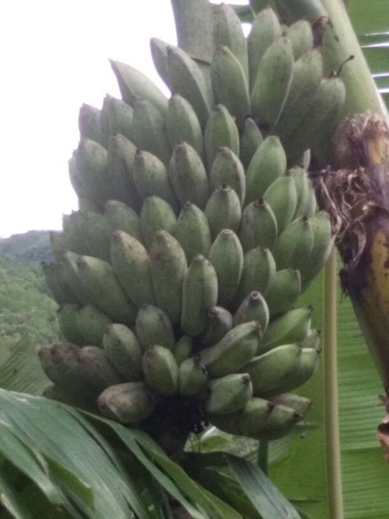 粉蕉八成熟
