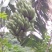 粉蕉八成熟