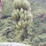 粉蕉八成熟