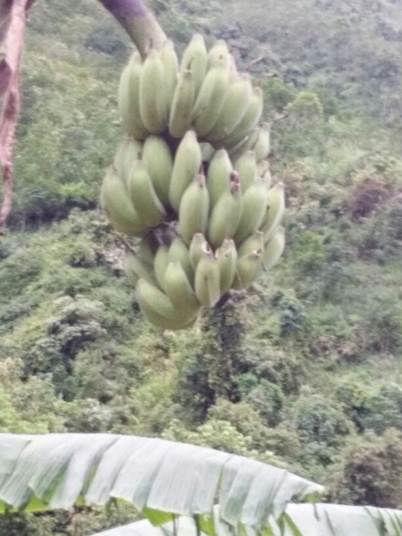 粉蕉八成熟