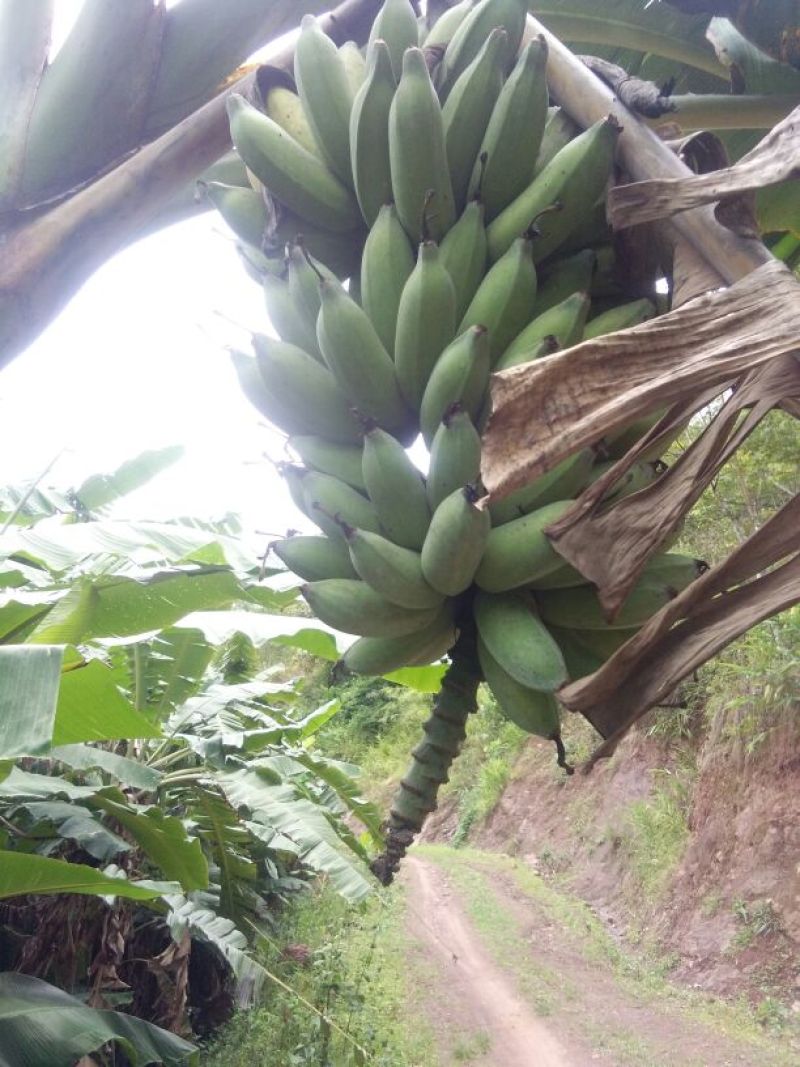 粉蕉八成熟
